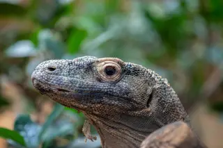 Illustration: Close-up portrait of a Komodo dragon against a blurry green background.