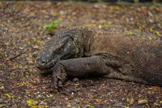 Komodo dragon size: how big they get and what counts as a record