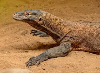 Komodo dragon teeth: why the world’s largest lizard has iron-tipped blades
