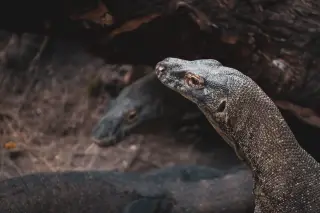 Illustration: Close-up view of a Komodo dragon head with another dragon in the background.