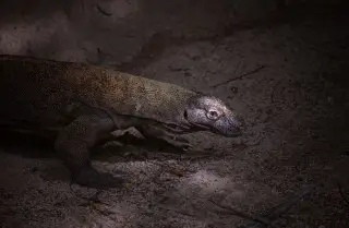 Illustration: A Komodo dragon crawls across dim, sandy ground with dramatic lighting.