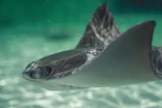Illustration: A close-up shot of a ray swimming underwater.