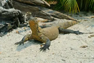 Illustration: A large monitor lizard rests on sandy ground near driftwood and palm leaves.