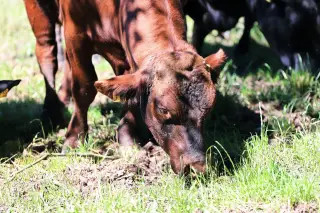 Illustration: Close-up of a brown cow grazing on grass in a pasture.