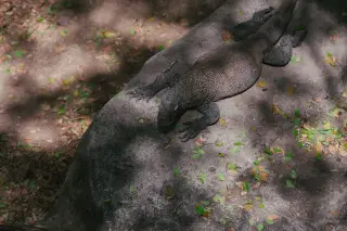Why young Komodo dragons spend their first months in trees