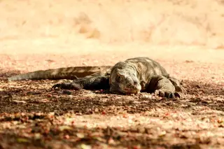 Illustration: A large Komodo dragon lies resting on dry ground in the shade.
