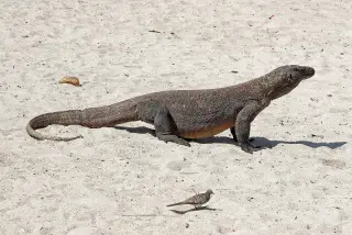 Archive photo: Komodo dragon ( Varanus komodoensis ), Komodo Island, Indonesia.