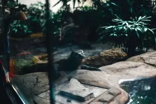 Illustration: A Komodo dragon rests behind glass in an indoor zoo terrarium with rocks and plants.