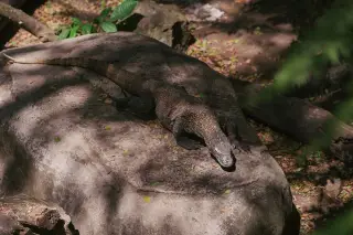 Illustration: A Komodo dragon rests on a large boulder under dappled sunlight in a natural habitat.