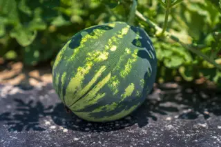 Illustration: A round striped watermelon resting on black garden mulch among leafy green vines.