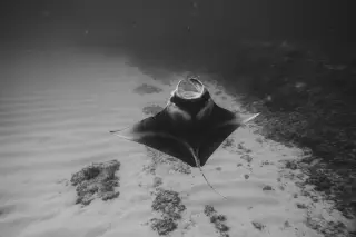 Illustration: A black and white photograph of a manta ray swimming underwater over a sandy seabed.