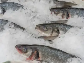 Illustration: Fresh whole fish arranged on a bed of crushed ice.