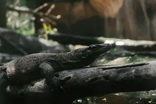 Illustration: A monitor lizard rests on a fallen tree branch in a forested enclosure.