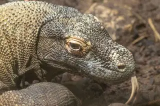 Illustration: Close-up portrait of a Komodo dragon with its tongue flicking out on dry ground.