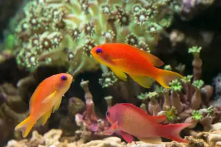Illustration: Three bright orange and pink Anthias fish swim near coral under water.
