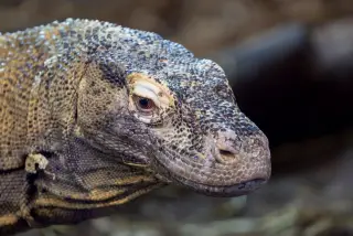 Illustration: A close-up shot of a Komodo dragon's head showing textured scales.