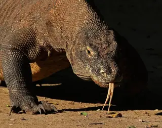 Archive photo: Komodo dragon ( Varanus komodoensis ), Komodo National Park , Indonesia.