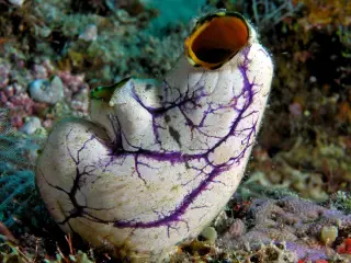 Archive photo: Komodo National Park sea squirt ( Polycarpa aurata ).