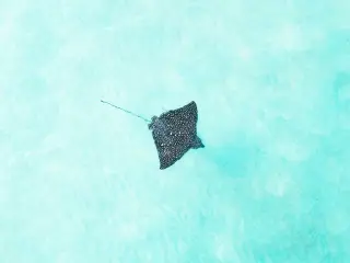 Illustration: An aerial view of a spotted eagle ray swimming in turquoise water.