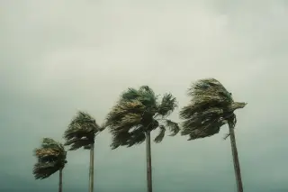 Illustration: Four palm trees blow strongly in the wind against an overcast gray sky.