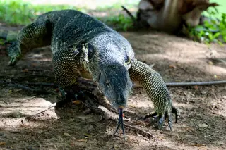 Illustration: A large monitor lizard walks on dry ground flicking its tongue.