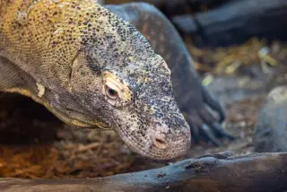 Illustration: A close-up shot of a Komodo dragon's textured head and eye resting on the ground.