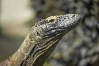 Komodo dragon close up: what its scales, tongue and teeth reveal