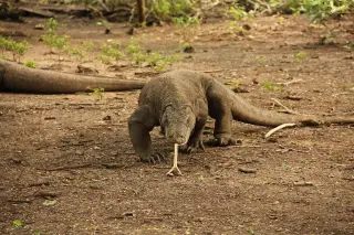 Archive photo: Komodo dragon at Komodo National Park, East Nusa Tenggara.