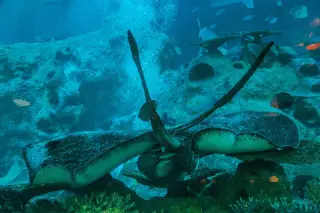 Illustration: Two stingrays swim over artificial rocks in an indoor aquarium tank.