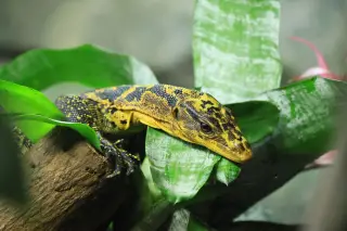 Illustration: A yellow and black monitor lizard rests on green plant leaves.
