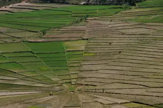 Archive photo: Rice-field landscape near Ruteng, Flores Island, Indonesia.