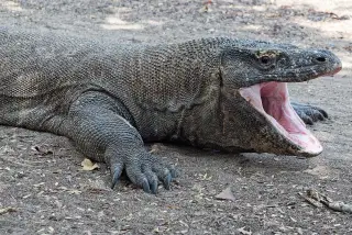 Archive photo: Komodo dragon, Komodo Island, Indonesia.