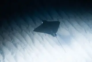Illustration: A spotted ray swims over a rippled sandy seabed underwater.