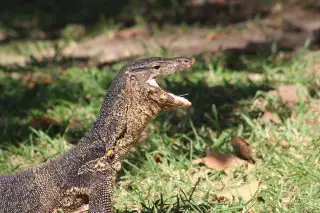 Illustration: A monitor lizard rests on grass with its mouth open.