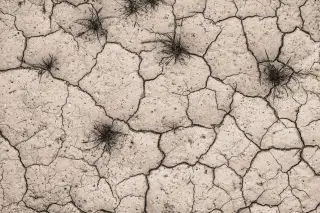 Illustration: Top-down view of dry, cracked ground with sparse small tufts of dead grass.