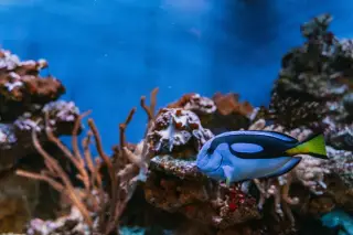 Illustration: A blue tang fish swims past coral in clear blue water.