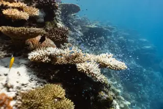 Illustration: A vibrant underwater coral reef with small blue fish swimming around hard branching corals.