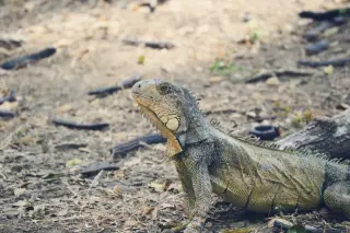 Illustration: A green iguana rests on dry, twig-covered ground.