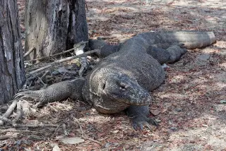 Archive photo: Komodo dragon, Komodo Island, Indonesia.