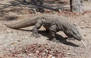 Archive photo: Komodo dragon, Komodo Island, Indonesia.