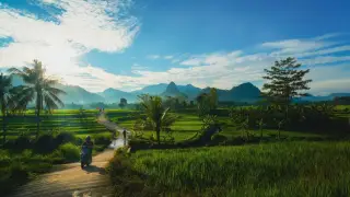 Illustration: A paved path through green rice fields and hills in morning sunlight with a distant motorcyclist.
