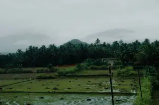 Illustration: Lush green fields and palm trees under a misty, cloudy sky with distant hills.