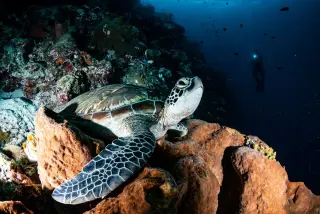 Illustration: A sea turtle rests on coral underwater with a diver swimming in the background.