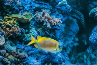 How Komodo’s reef monitoring explains currents and coral recovery