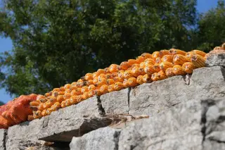 Illustration: A row of harvested corn cobs drying on top of a stone wall outdoors.
