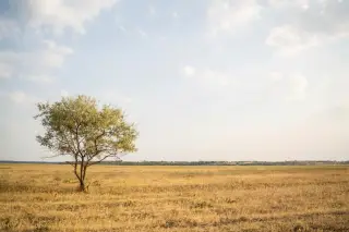 Illustration: A solitary tree stands in an expansive dry, golden grassy plain under a pale sky.