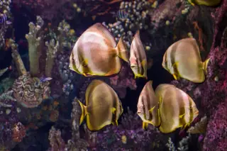 How large is Flores’ marine-conservation network?