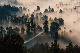 Illustration: A suspension bridge leads into trees enveloped by thick morning mist and fog in the highlands.