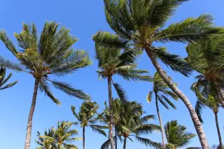 Illustration: Green tops of palm trees swaying against a clear blue sky.