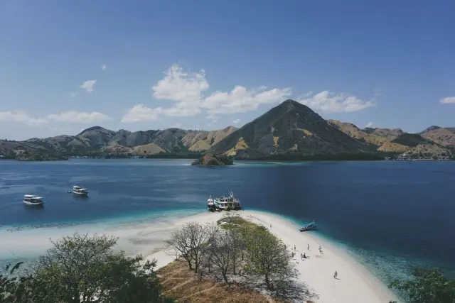 Where do Komodo dragons live? Their wild range in Indonesia